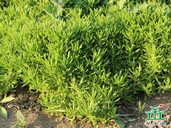 屋頂綠化專(zhuān)用佛甲草